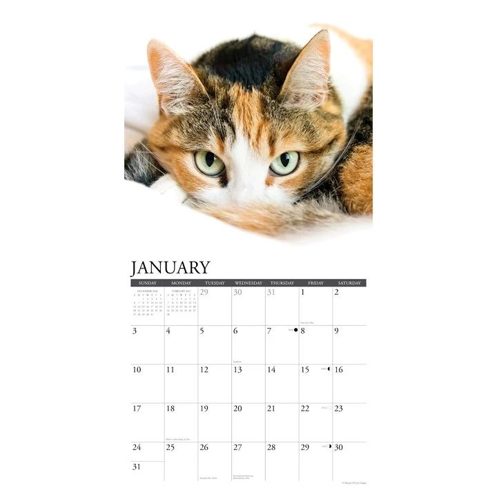 Calico Cats 2027 Wall Calendar