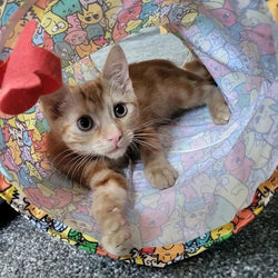 Cat Design Play Tunnel