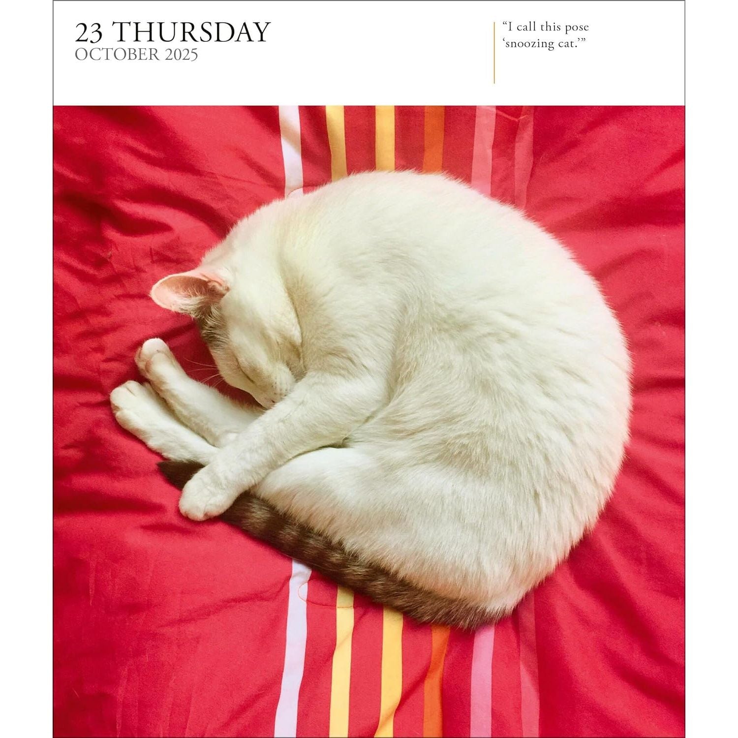 Page A Day Cat Gallery 2025 Desk Calendar