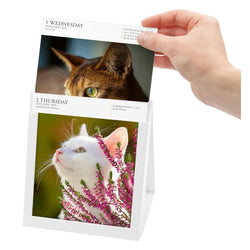 Page A Day Cat Gallery 2025 Desk Calendar