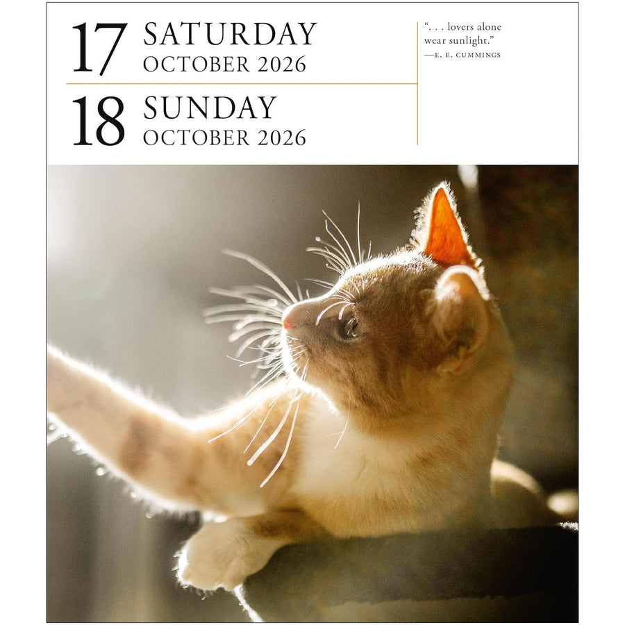 Page A Day Cat Gallery 2026 Desk Calendar
