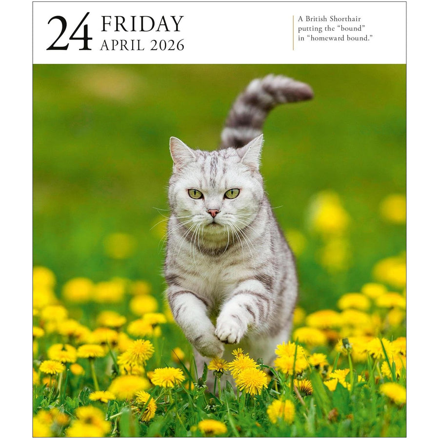 Page A Day Cat Gallery 2026 Desk Calendar