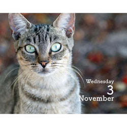 Cat with green eyes and text 'Wednesday 3 November' on a blurred background