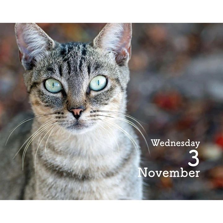 Cat with green eyes and text 'Wednesday 3 November' on a blurred background