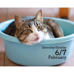 Cat inside a blue bowl with text indicating date and days of the week from a 2027 page a day calendar