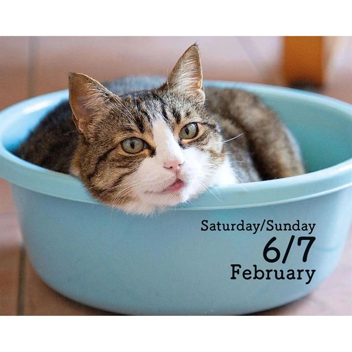Cat inside a blue bowl with text indicating date and days of the week from a 2027 page a day calendar