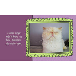 Cats are Cheaper than Therapy