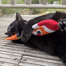 A black cat lying on a weathered wooden deck, playfully biting and chewing a plush toy shaped like a carrot wearing a red Santa hat.