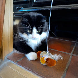 Chirping Birds Cat Toy on a string