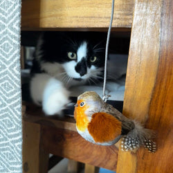 Chirping Birds Cat Toy on a string