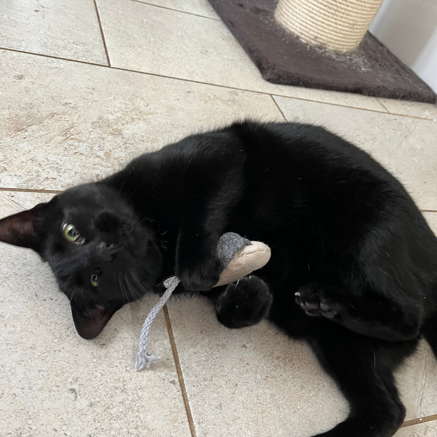 Cat Elephant Toy