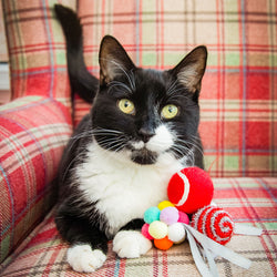 Black and white cat with a set of colourful toy on a plaid couch