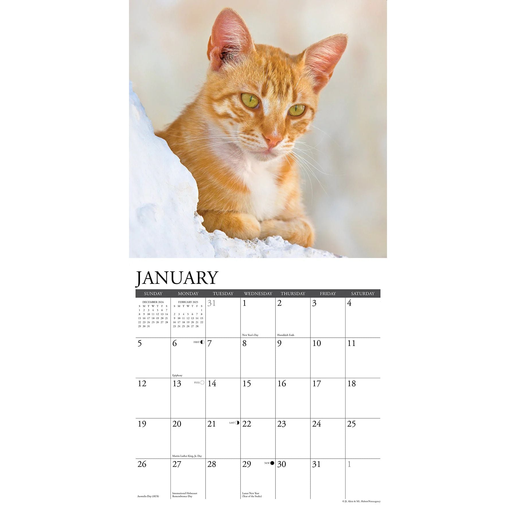 Ginger Cats 2025 Wall Calendar