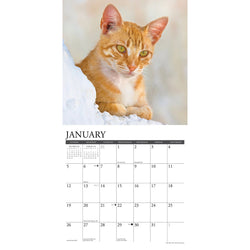 Ginger Cats 2025 Wall Calendar