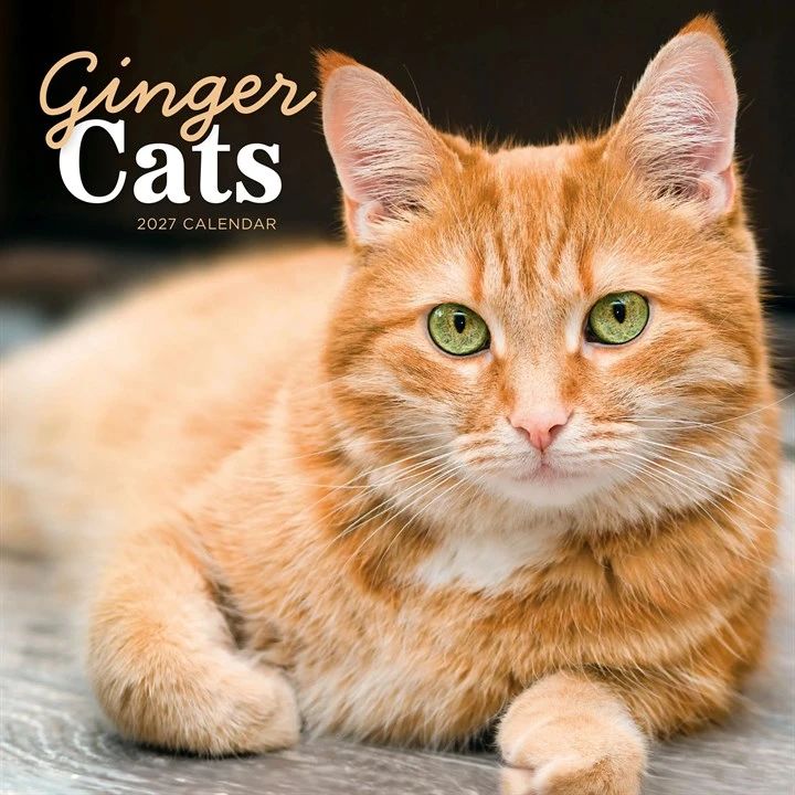 Ginger Cats 2027 Wall Calendar