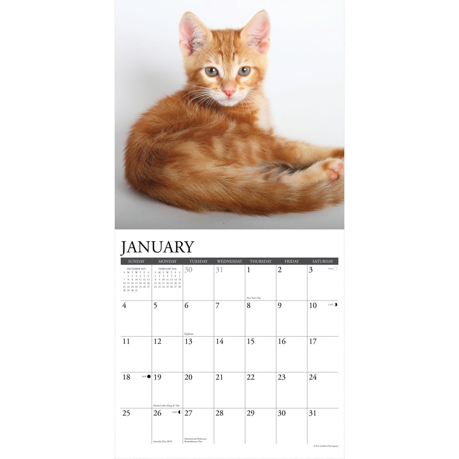 Ginger Cats 2026 Wall Calendar