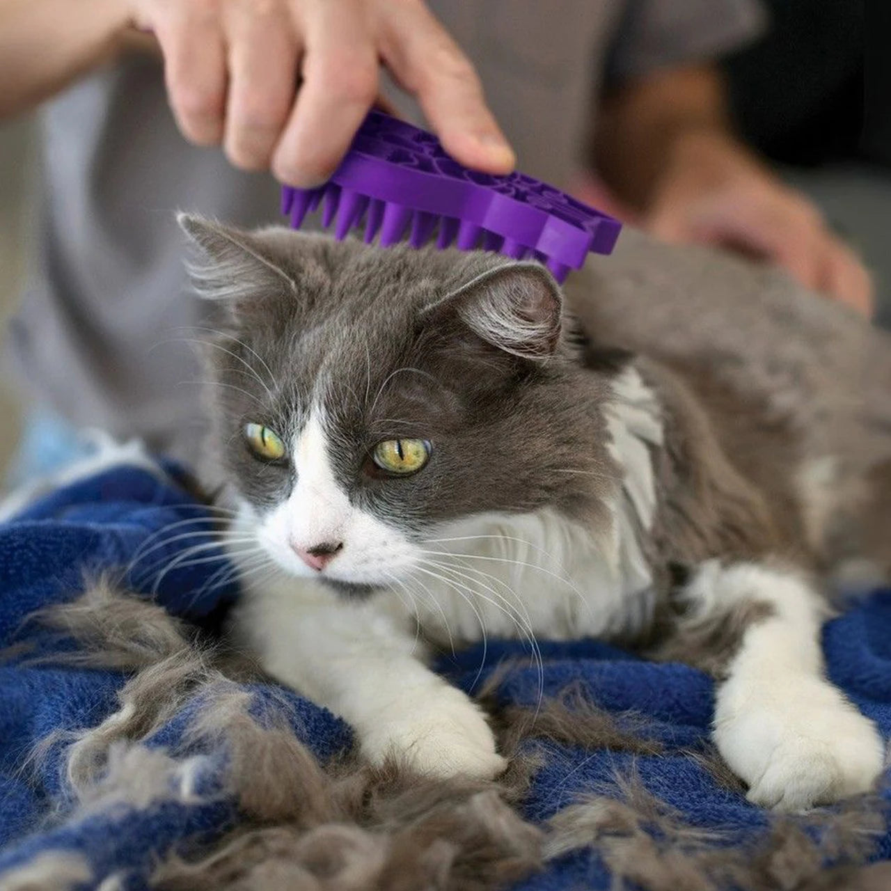 KONG Zoom Groom Cat Brush and Massager