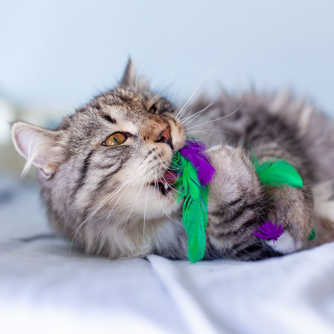 Krazy Kale Dental Chew Cat Toy