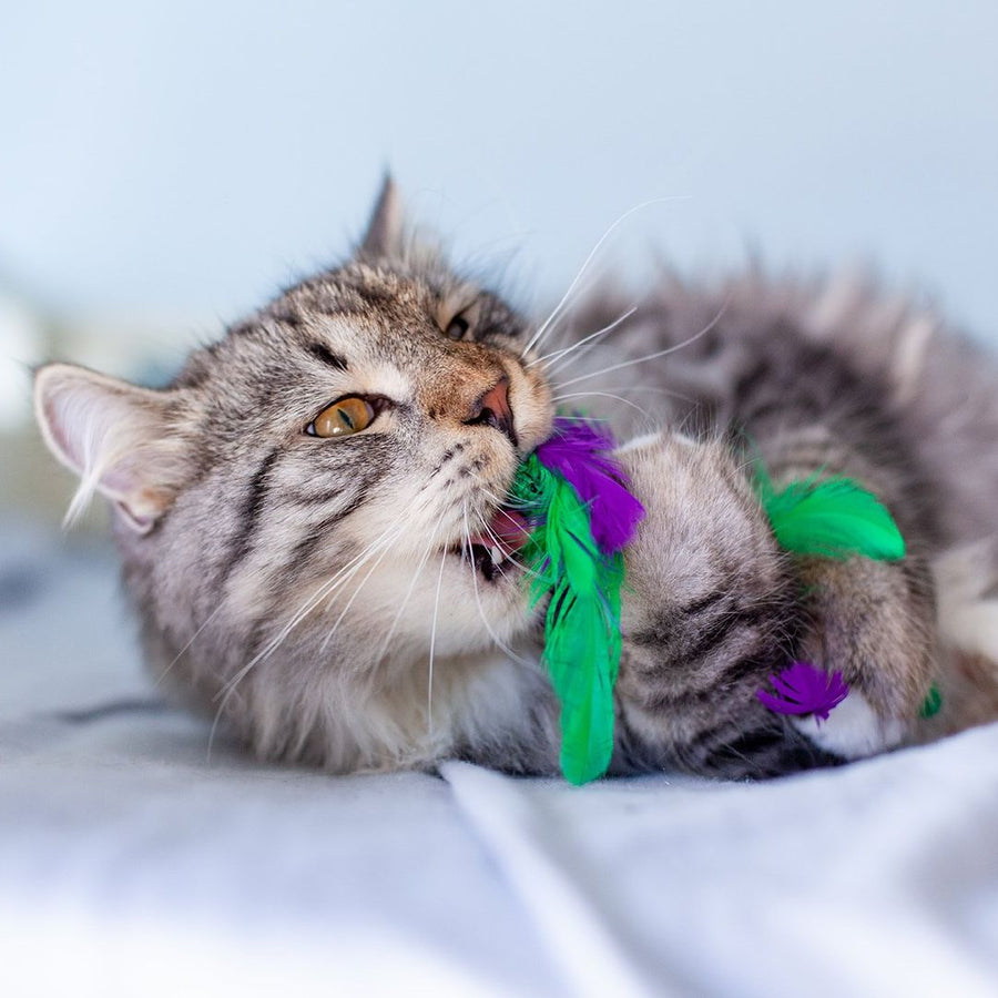 Krazy Kale Dental Chew Cat Toy