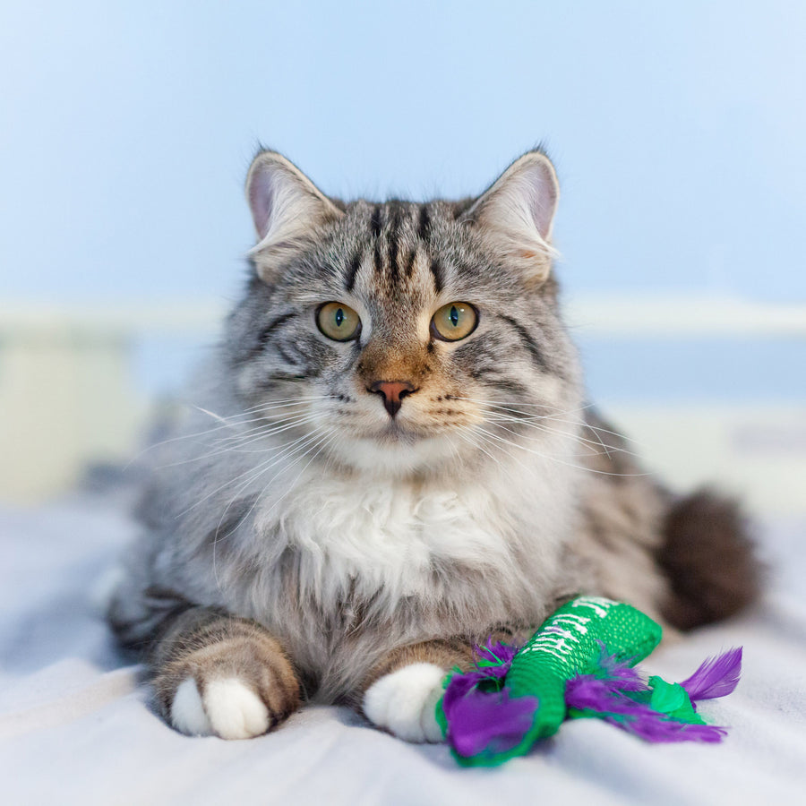 Krazy Kale Dental Chew Cat Toy