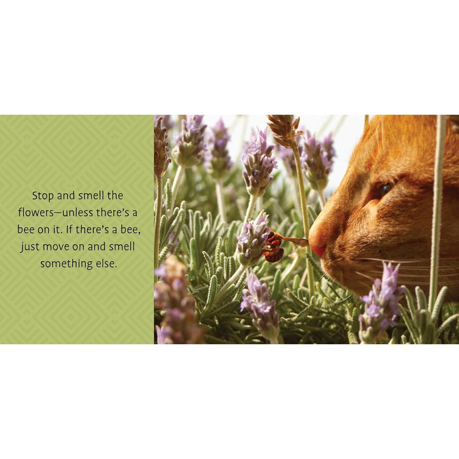 Life Lessons from Cats