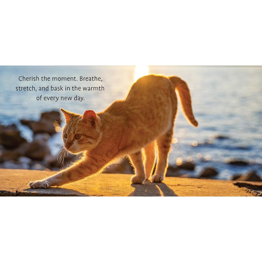 Life Lessons from Cats