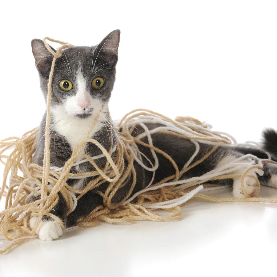 Life Lessons from Cats