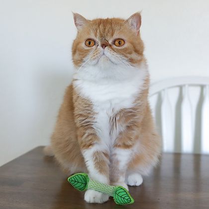 Fresh Breath Mint Stick Cat Toy