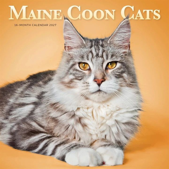 Maine Coon cat on a 16 month 2027 calendar cover with 'Maine Coon Cats' text.