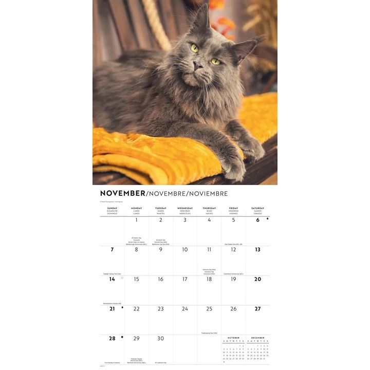 Calendar page for November with a maine coon cat on a yellow blanket