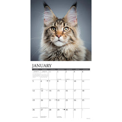 Maine Coon Cats 2025 Wall Calendar