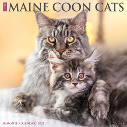 Maine Coon Cats 2025 Wall Calendar