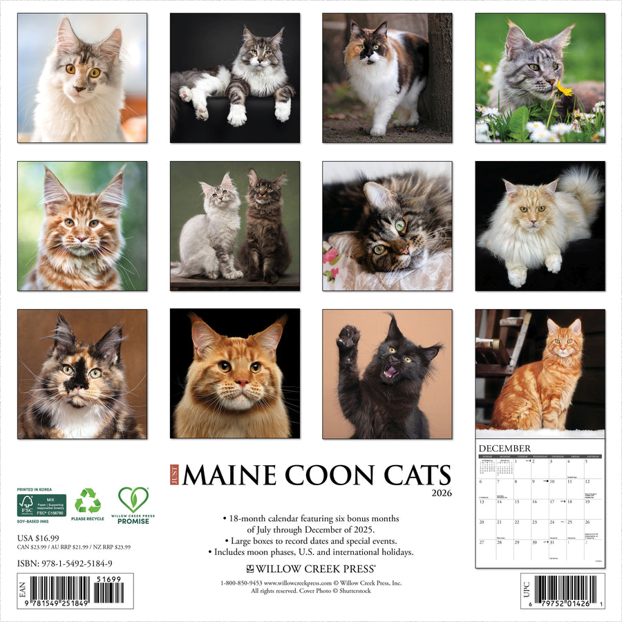 Maine Coon Cats 2026 Wall Calendar