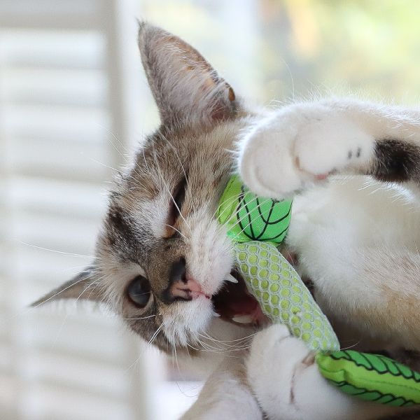 Fresh Breath Mint Stick Cat Toy