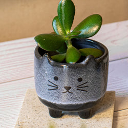 Mohave Cat Mini Planter