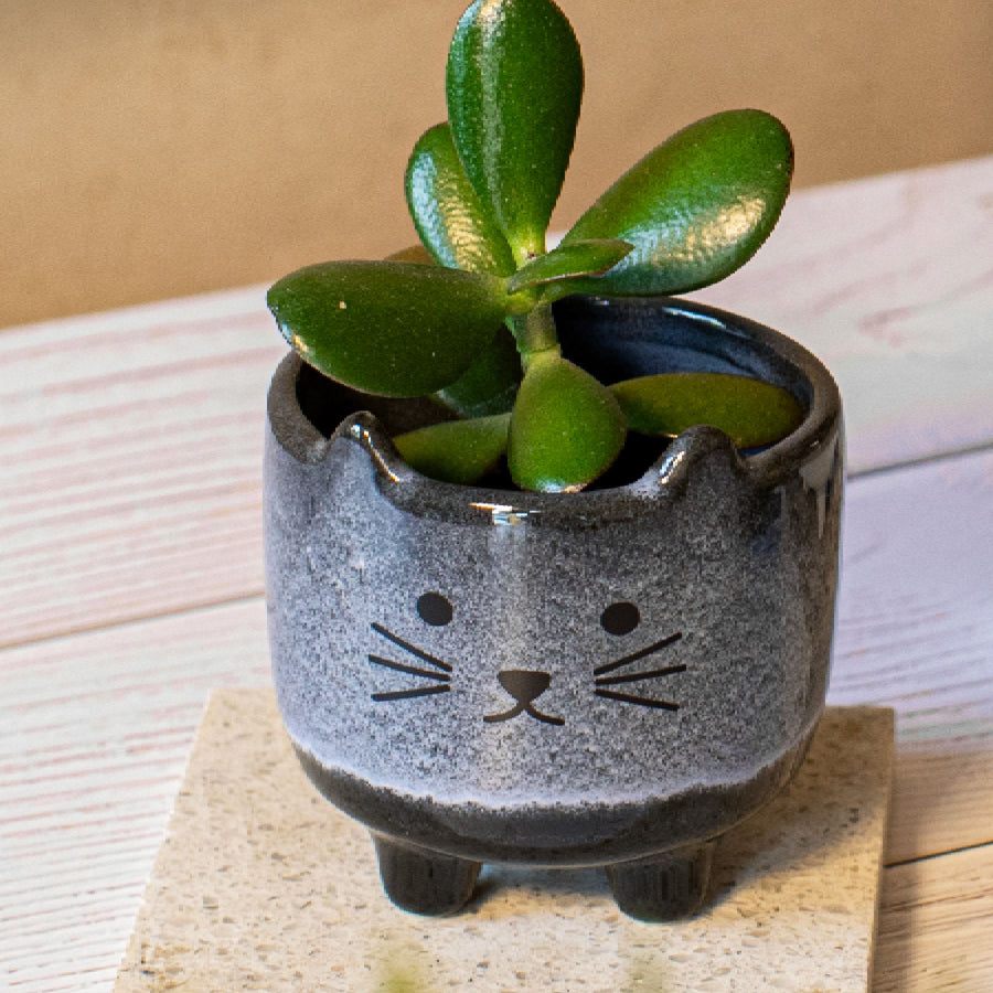Mohave Cat Mini Planter