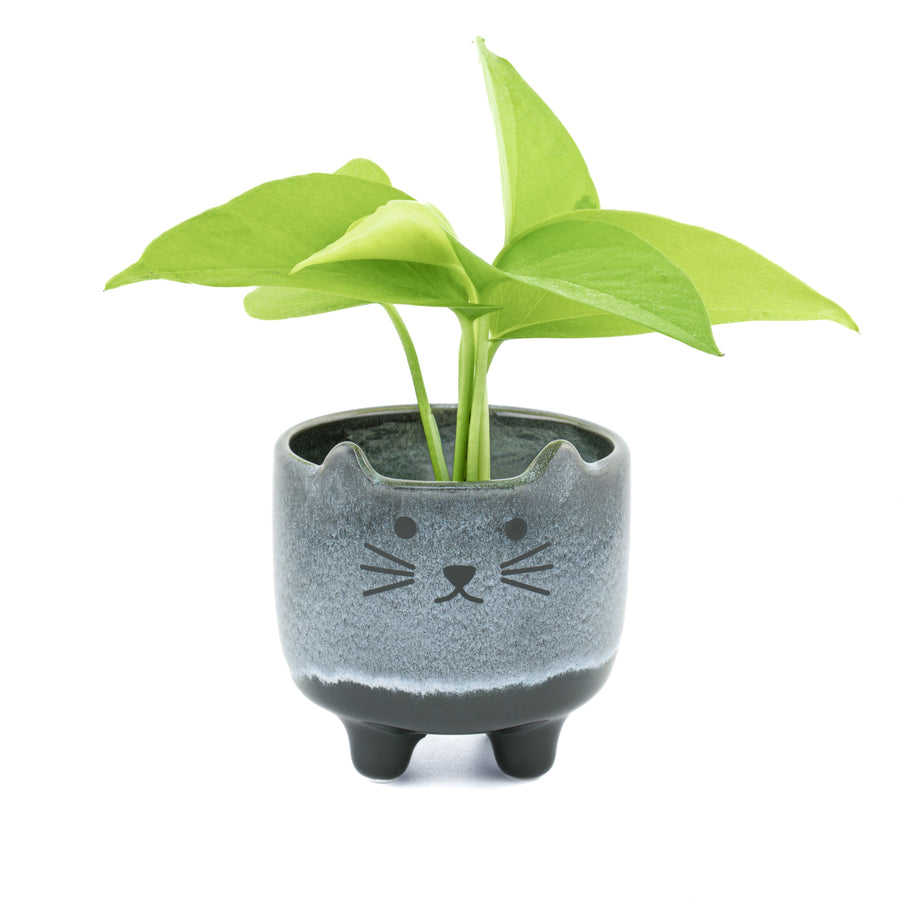 Mohave Cat Mini Planter
