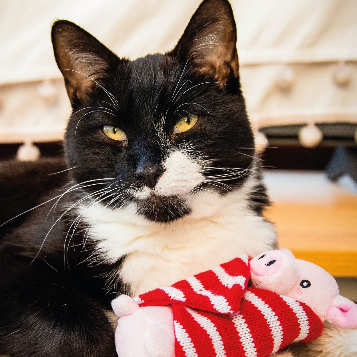 Penny Pig in Blanket Cat Toy