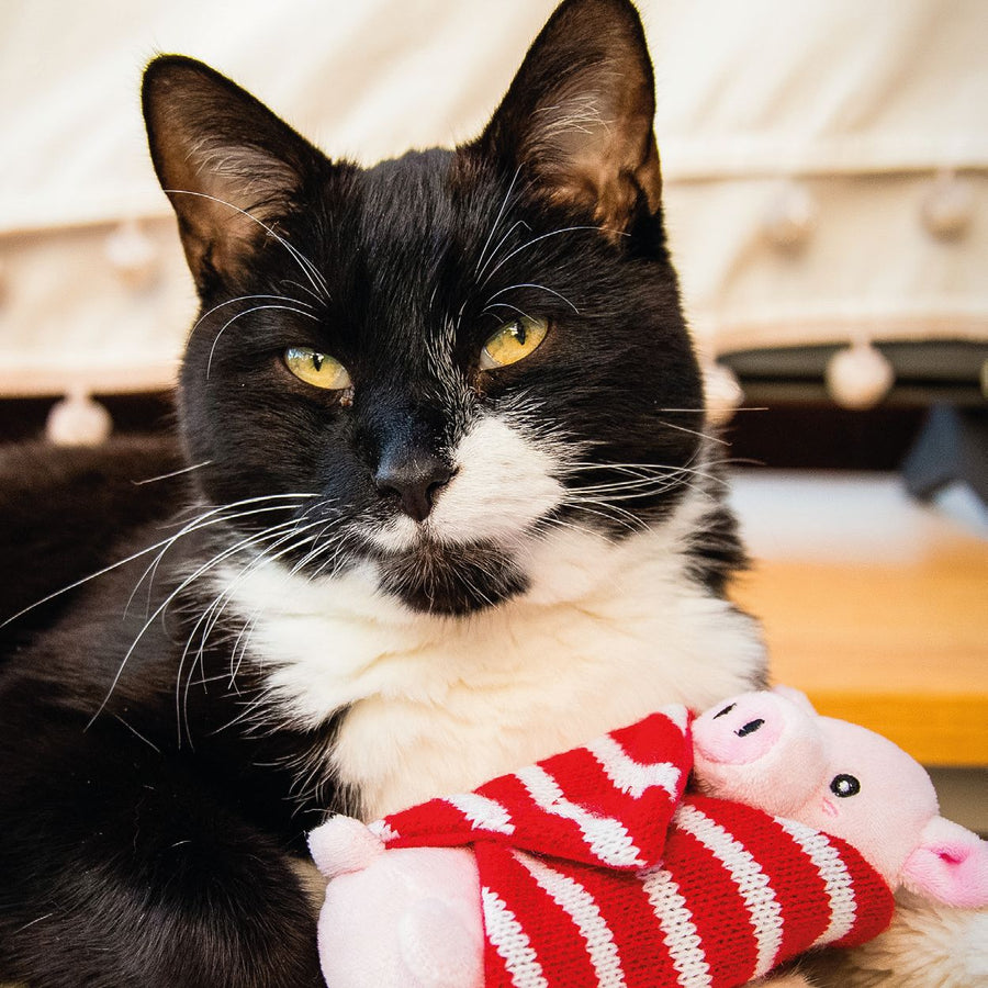 Penny Pig in Blanket Cat Toy