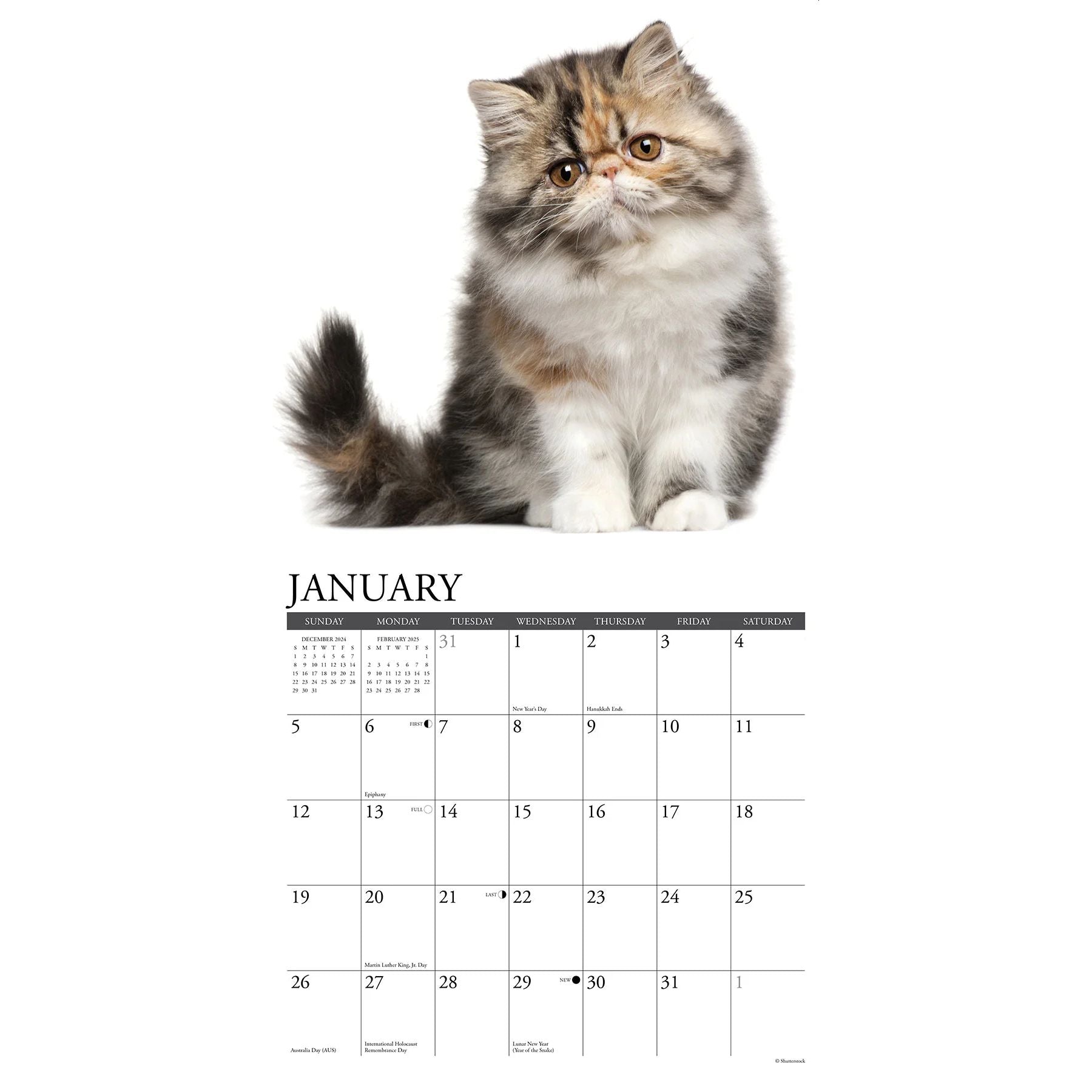 Persian Cats 2025 Wall Calendar