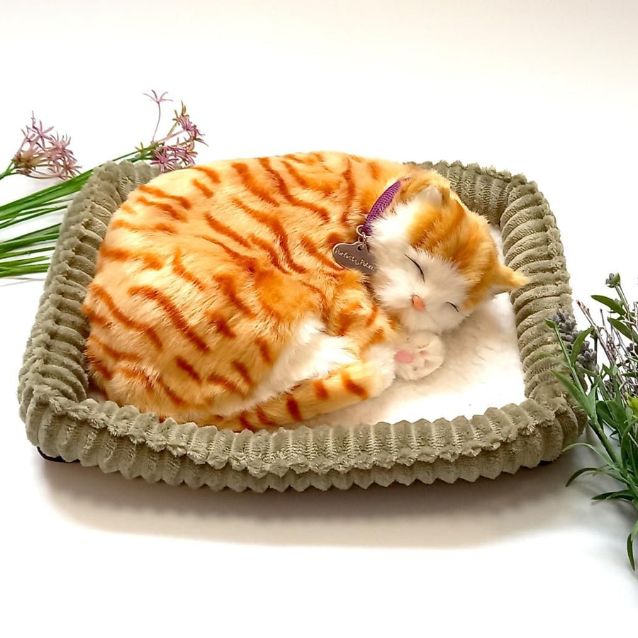 Ginger Tabby Cat by Precious Petzzz