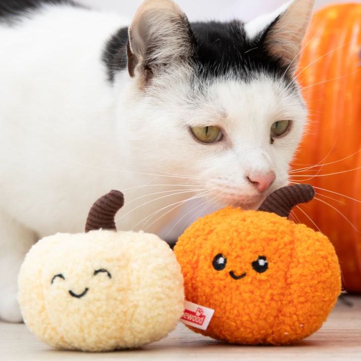 Two small plush pumpkin toys with embroidered smiling faces are shown in front of a black-and-white cat. One pumpkin is cream/beige and the other is orange