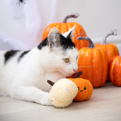 A black and white cat lies on a light wood floor next to two plush pumpkin toys, with orange pumpkins in the background.