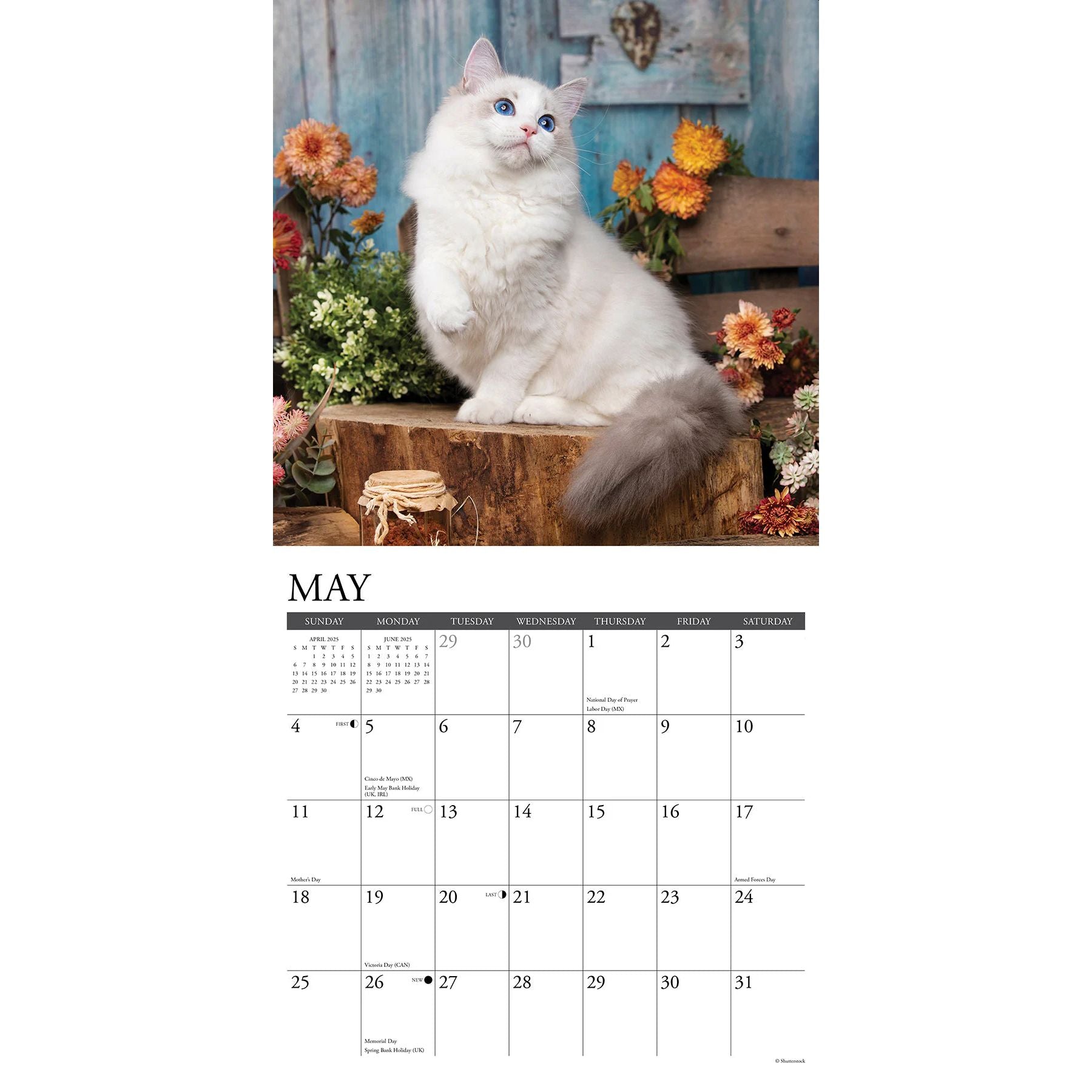 Ragdoll Cats 2025 Wall Calendar