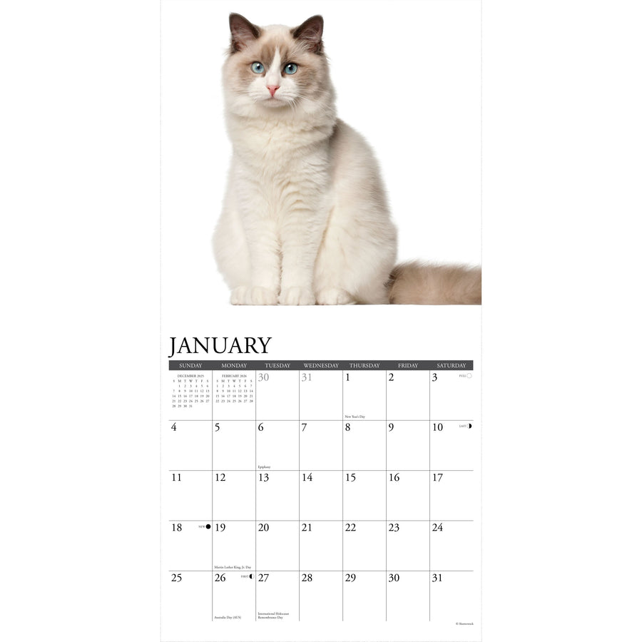Ragdoll Cats 2026 Wall Calendar
