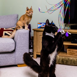 Rainbow Feather Cat Dangler Toy
