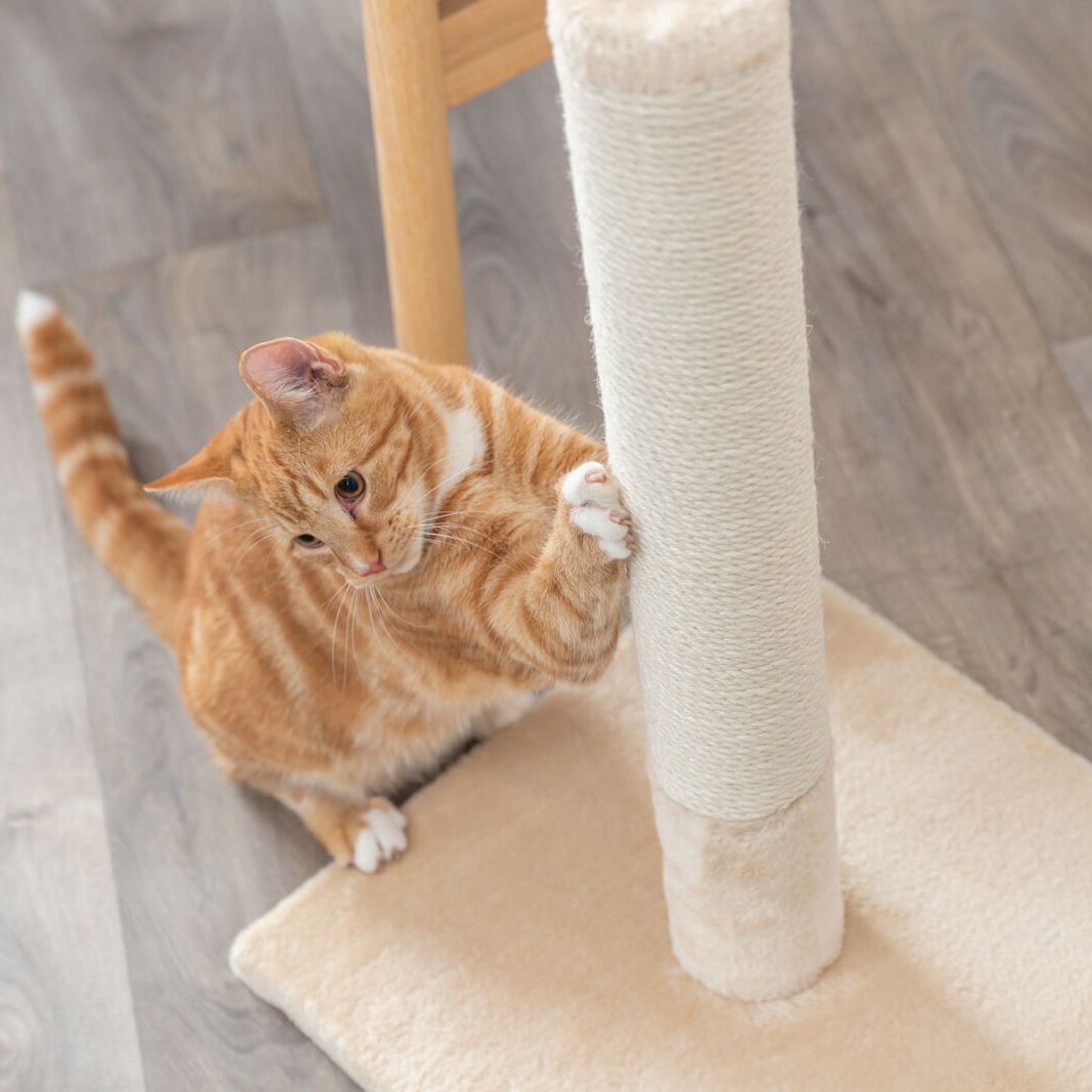 Tall Scratching Post