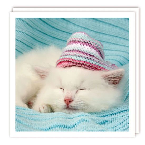 Cat in Hat Photographic Card
