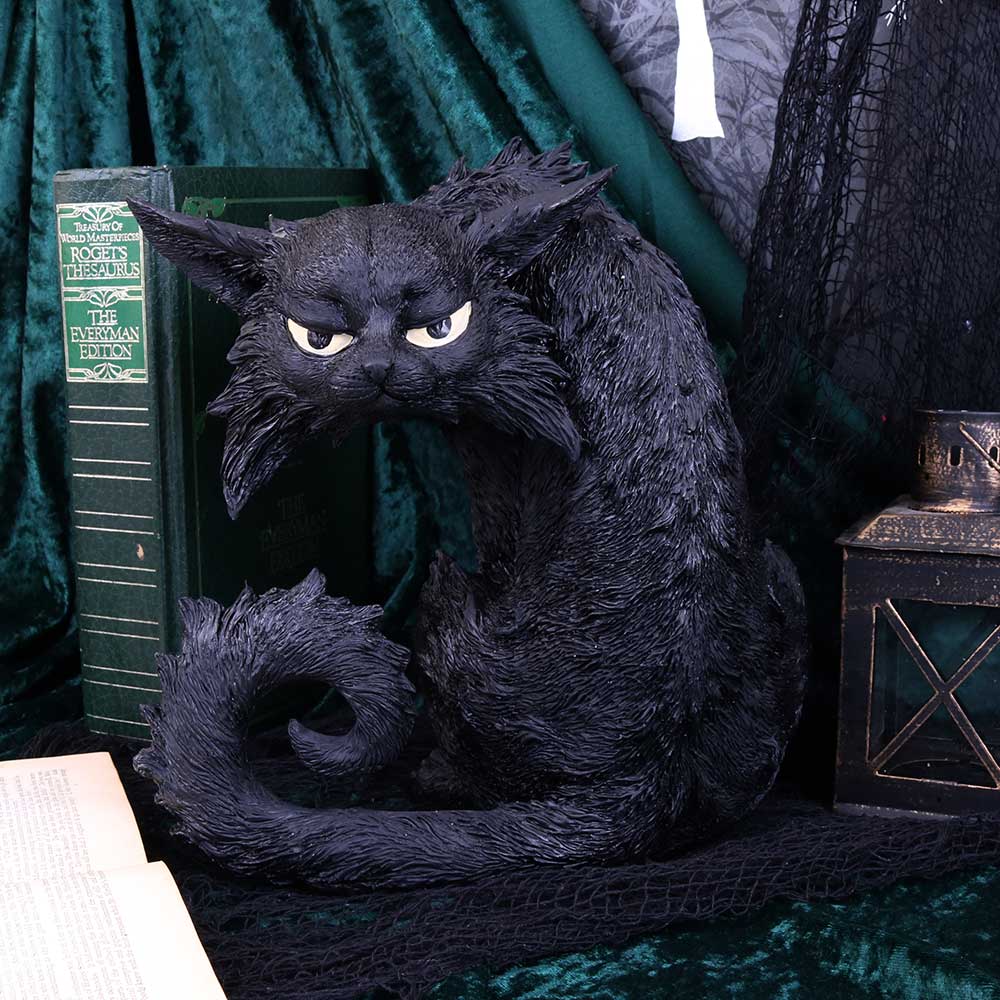 尽管黑猫