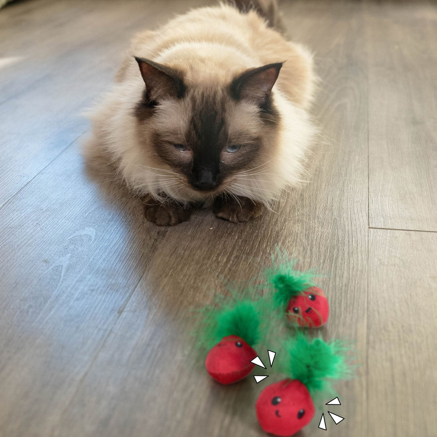 Strawbabies Dental Chew Cat Toy Trio